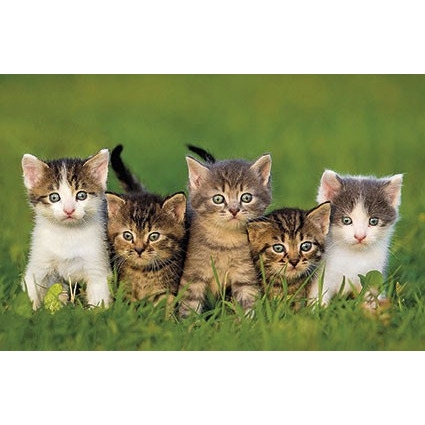 Kalendarz trójdzielny 2022 koty T-105T-10 Michalczyk i Prokop