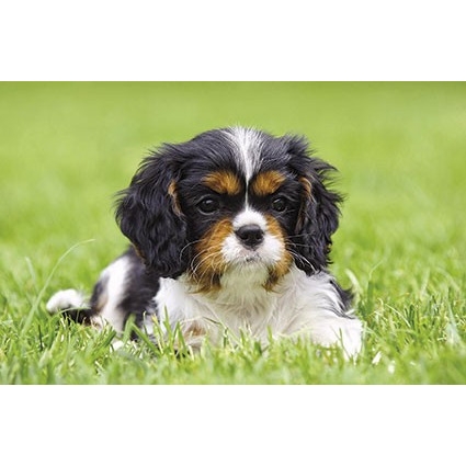 Kalendarz trójdzielny 2022 pies T-105T-09 Michalczyk i Prokop